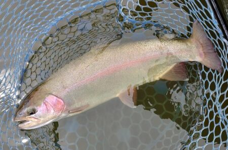 意外と難しい ～岡崎トラウトポンド～